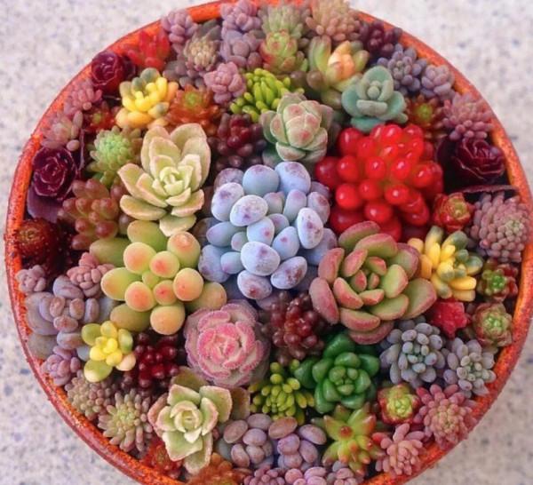 多曬太陽不行?用上這種殺菌劑,可以防治多肉白粉病 多曬太陽不行?用上這種殺菌劑,可以防治多肉白粉病