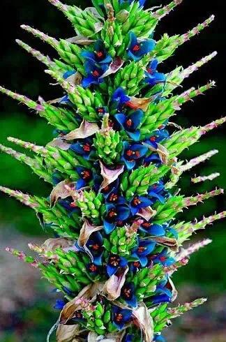 32種罕見的鮮花欣賞