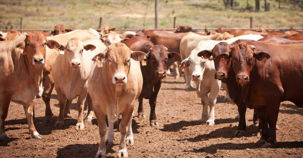 澳洲野兔氾濫成災，政府六次圍剿控制，不能吃嗎？現實決定沒法吃