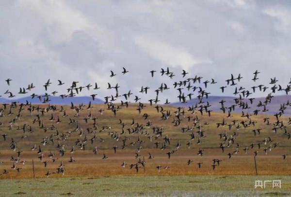 飛越萬水千山 四川多地再次迎來“候鳥旅行團”