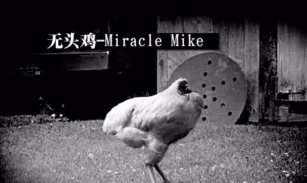 這是怎麼回事?這隻雞被砍了頭竟還活了18個月,最後的死因太離譜 這是怎麼回事?這隻雞被砍了頭竟還活了18個月,最後的死因太離譜