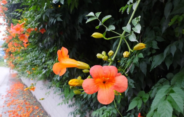 這5種植物耐熱又耐寒,天冷盆栽,照顧到細節,照樣花開不止 這5種植物耐熱又耐寒,天冷盆栽,照顧到細節,照樣花開不止