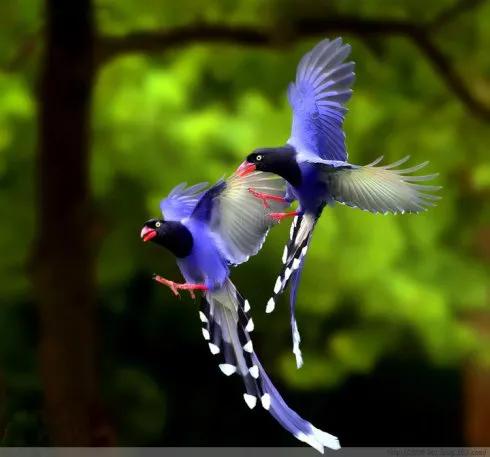 100幅美麗的鳥圖欣賞