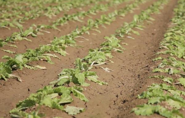 白菜長勢好不好，苗期管理很關鍵，農戶別再做錯了