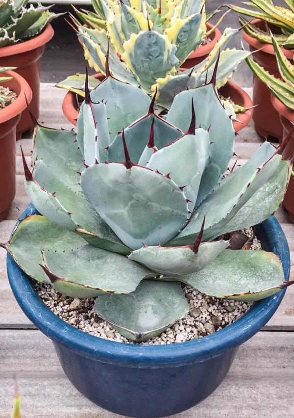 居家優雅的綠植（二）