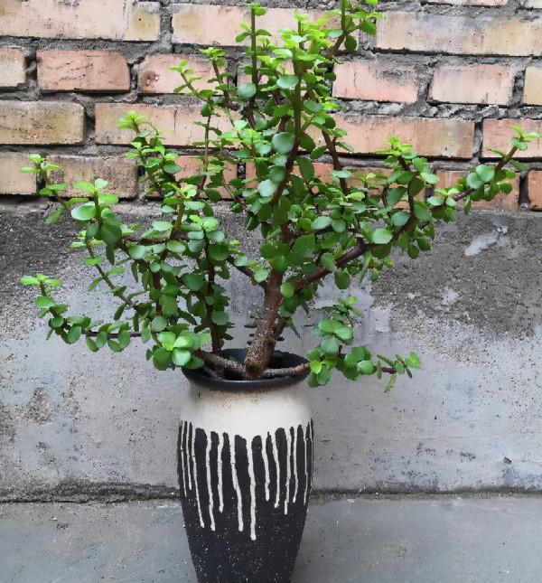 秋季漸涼,6種花要搬入室內養,才能枝葉肥壯,狀態更美 秋季漸涼,6種花要搬入室內養,才能枝葉肥壯,狀態更美