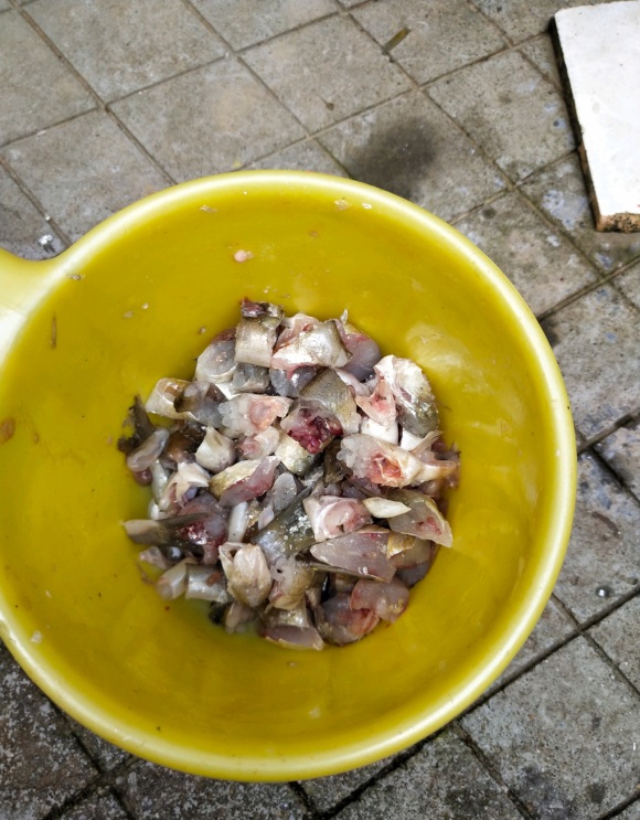 江西一男子因釣魚太多，送不出去用來餵雞，網友怒了：為啥不放掉