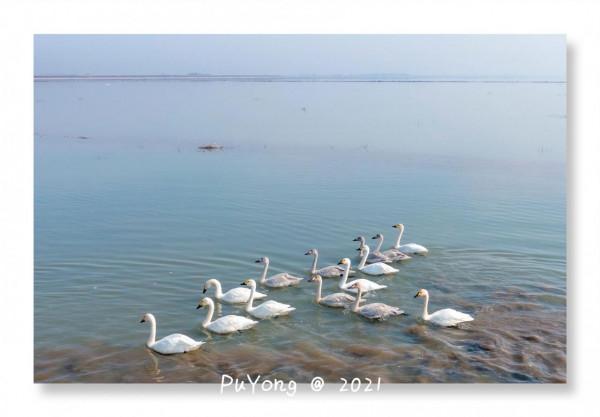 國家一級保護動物白鶴現身博望石臼湖