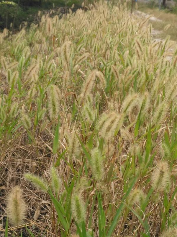 農村常見的花，城裡很少見到，認識的人越來越少