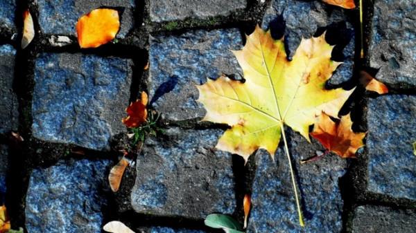 散文:絮語,生命的晚秋 散文:絮語,生命的晚秋