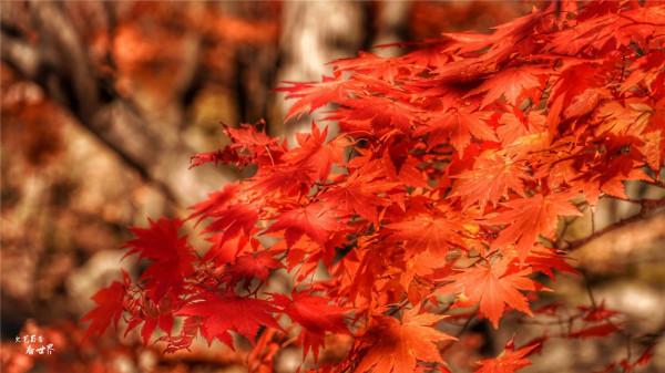 又快到了去本溪賞楓的季節，楓林谷是我退休以後每年都要去的地方