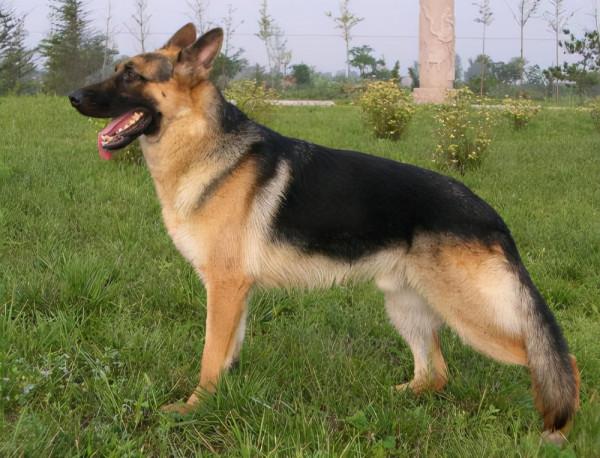 狗狗最新智商排名公佈