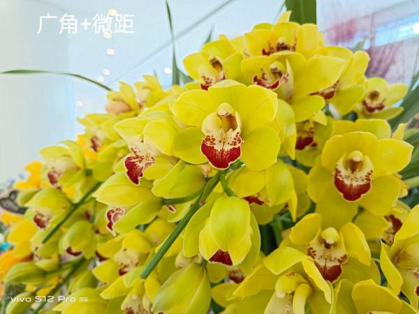 為你深度解開VIVO S12 Pro的美麗面紗 為你深度解開VIVO S12 Pro的美麗面紗