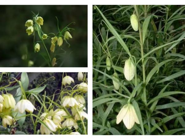 終於搞懂貝母這種植物了