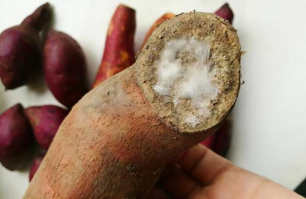 28歲女演員瘦身減肥，患乳腺癌離世，醫生：1“粗糧”怎能常吃