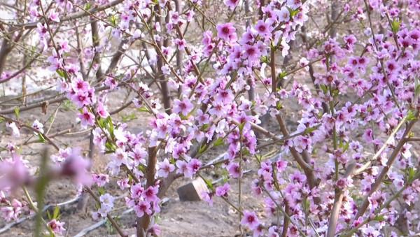 來這裡 與春天撞個滿懷