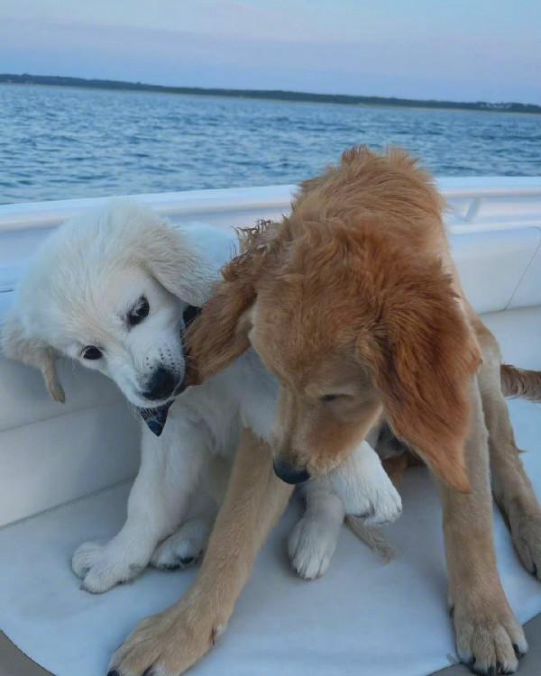 和你一起看日落 一組萌寵狗狗可愛桌布 和你一起看日落 一組萌寵狗狗可愛桌布