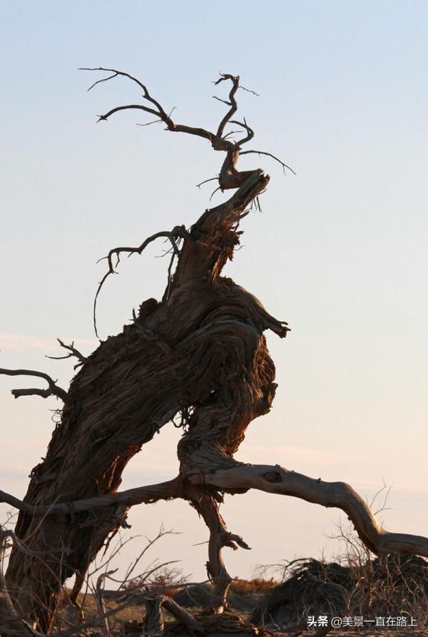 不遙遠的額濟納，邂逅大漠胡楊林，遇見人間秘境3