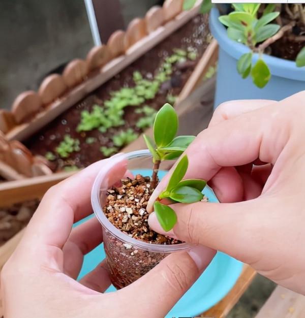 金魚吊蘭萬能扦插法，學會再也不用買花了