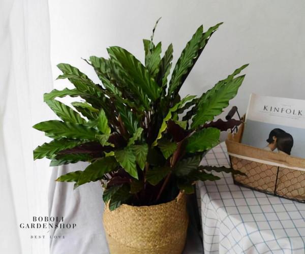 客廳養花，不如養盆花中精品——紫背竹芋