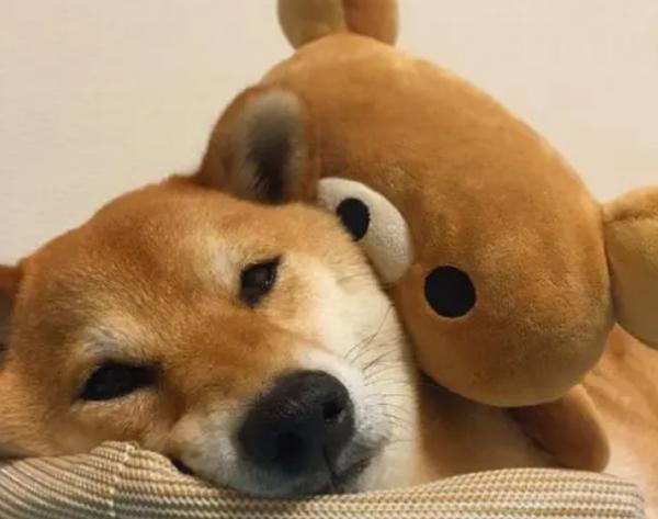 “生命結束”前的柴犬,都有這些跡象,你注意到了嗎? “生命結束”前的柴犬,都有這些跡象,你注意到了嗎?