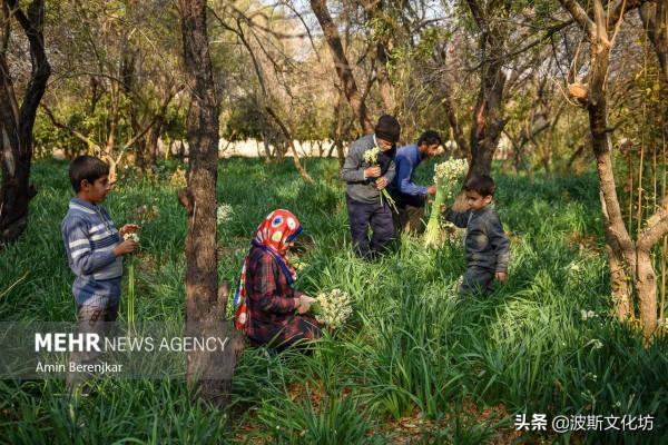 伊朗冬日波斯水仙盛開