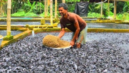 印度怪招養魚，出口量竟世界第一，印度的魚產為何居高不下？