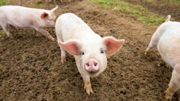 豬的智力超乎你的想象：這些精通技術的豬正在掌握電子遊戲