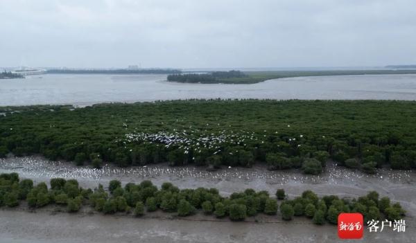 海南越冬水鳥調查:出門“自帶飯勺”的小傢伙現身啦 海南越冬水鳥調查:出門“自帶飯勺”的小傢伙現身啦