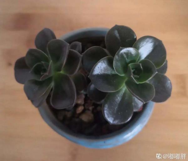 紅、黃、藍、黑，4種彩色多肉，你喜歡哪一款？