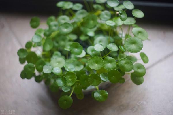 開啟銅錢草生長的“小機關”,不黃葉,一盆可以變十盆 開啟銅錢草生長的“小機關”,不黃葉,一盆可以變十盆