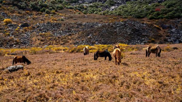 川西海拔最高最大最藍的海子——亞莫措根