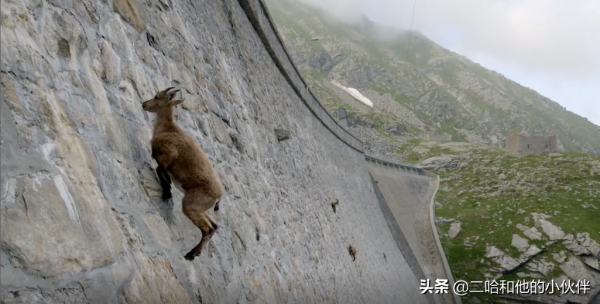 16種具有超能力的動物，鋼鐵俠看了都表示羨慕的很