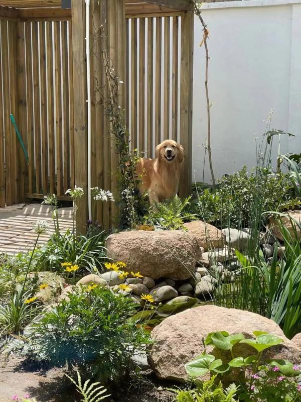 住在上海鬧市400平的房子裡，花開不敗，開窗見池塘，太羨慕了