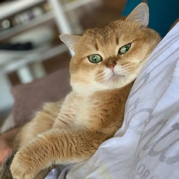 田園貓顏值的天花板山東獅子貓，哪怕流浪也難掩優雅的氣質