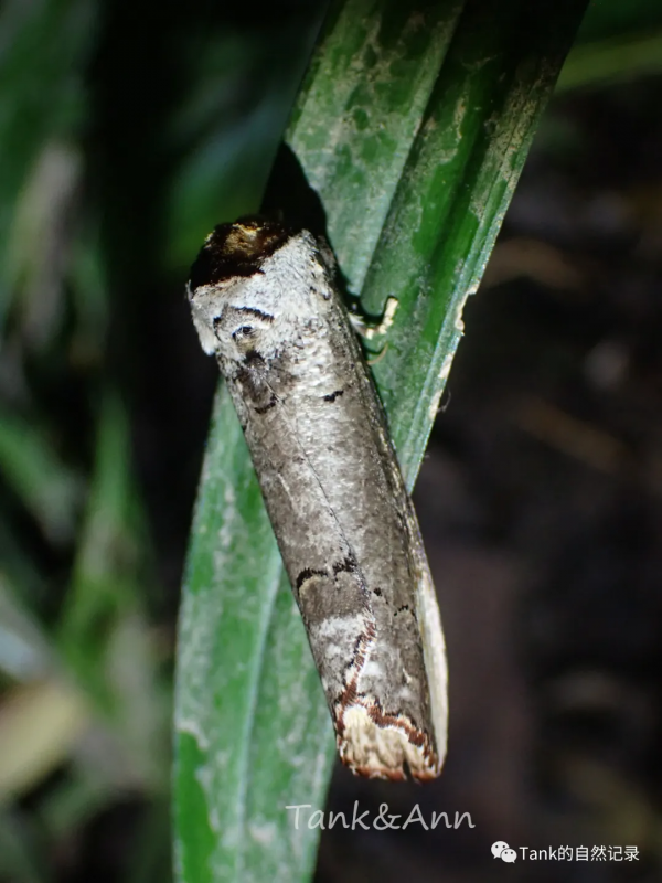 Tank的自然記錄•鱗翅目的蛾子們