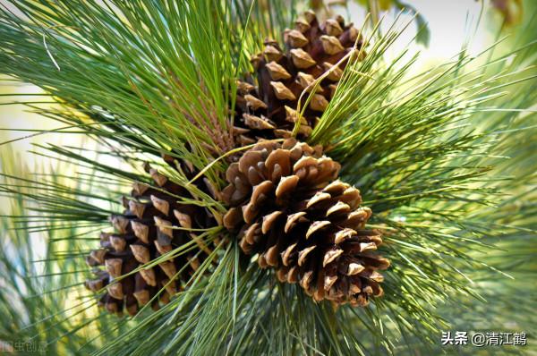 植樹也有";竅門";:單一樹種人工種植弊端多,混植";三木";速生效益好 植樹也有";竅門";:單一樹種人工種植弊端多,混植";三木";速生效益好