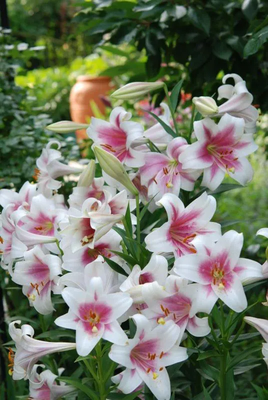 東北花友走遍歐洲著名花園,回國後建了座四季有花的北方花園 東北花友走遍歐洲著名花園,回國後建了座四季有花的北方花園