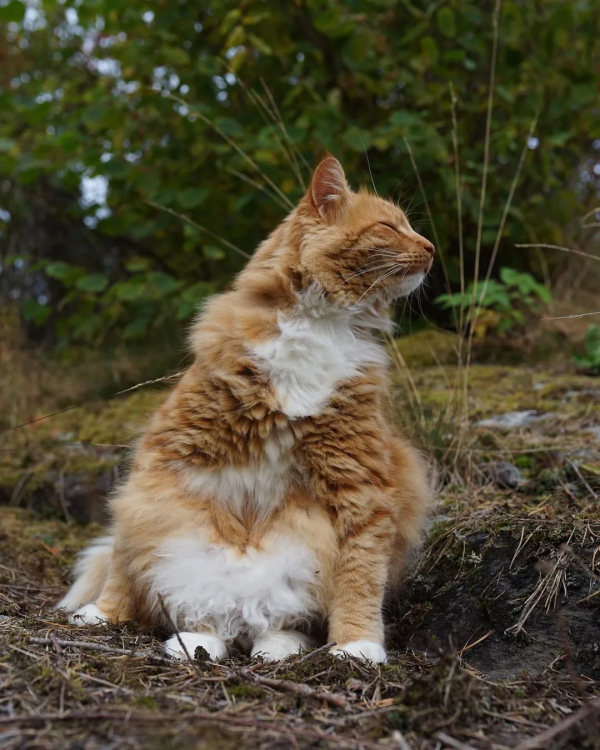 出生不幸的小橘貓，愛上了戶外旅行，擺脫了十橘九胖的魔咒
