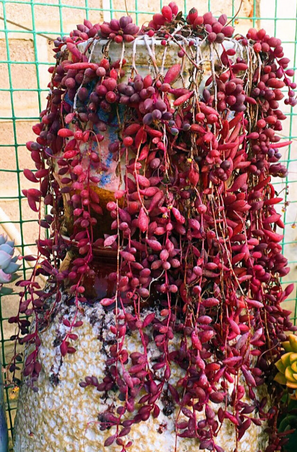 9種“懶人花”，適合小盆養，管得“少”一些，才能多開花