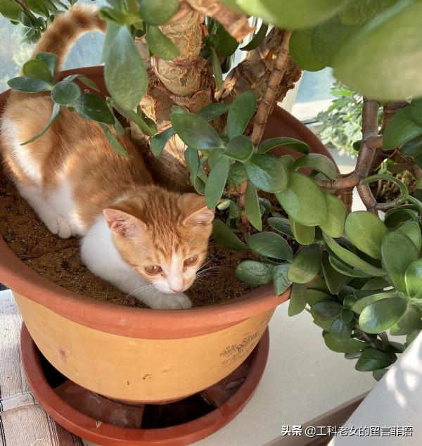 花盆裡長貓了 花盆裡長貓了