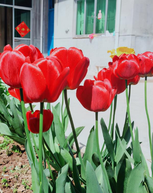家有小孩和寵物，不要養這8種花，食用了得馬上去醫院