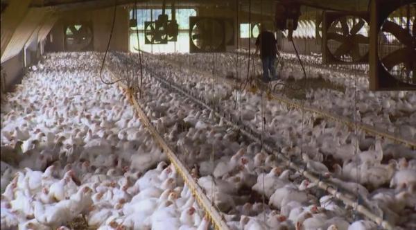 美國人為何越窮越胖？這就是美國食物的生產方式，看吐了！紀錄片