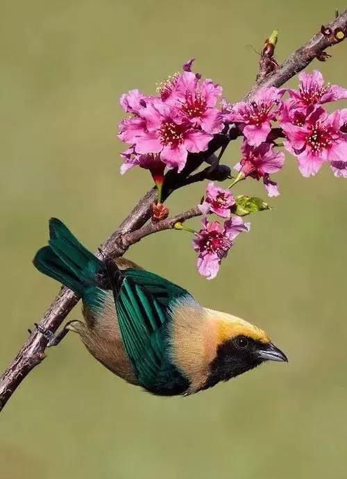 分享&mdash;&mdash;天生麗質的鳥兒