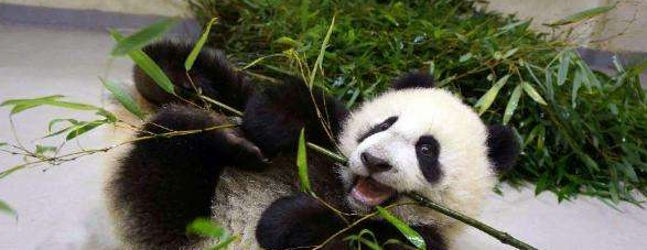 《部落倖存者》重大版本更新預告 勢力系統、建築等新內容