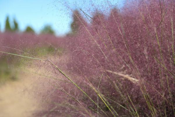 粉黛入秋色 北京豐臺又添旅遊新地標