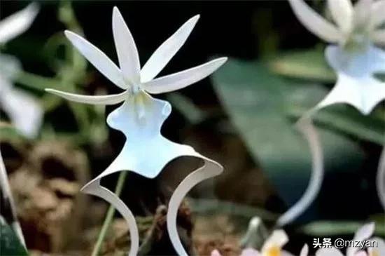 幾套房換不來的花卉