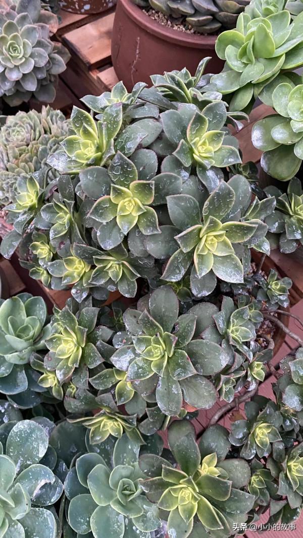 入冬的多肉 入冬的多肉