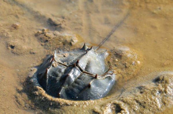 新冠疫苗上市離不開它，流淌著藍色血液的活化石，鱟為何重要？