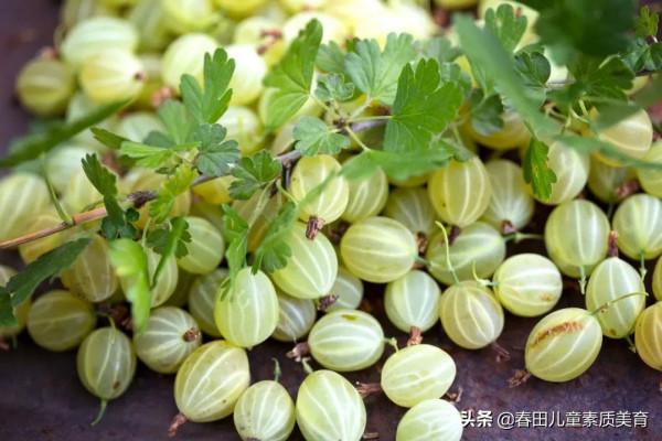 教程 | 適用於三年級以上—少兒美術課程《燈籠果》